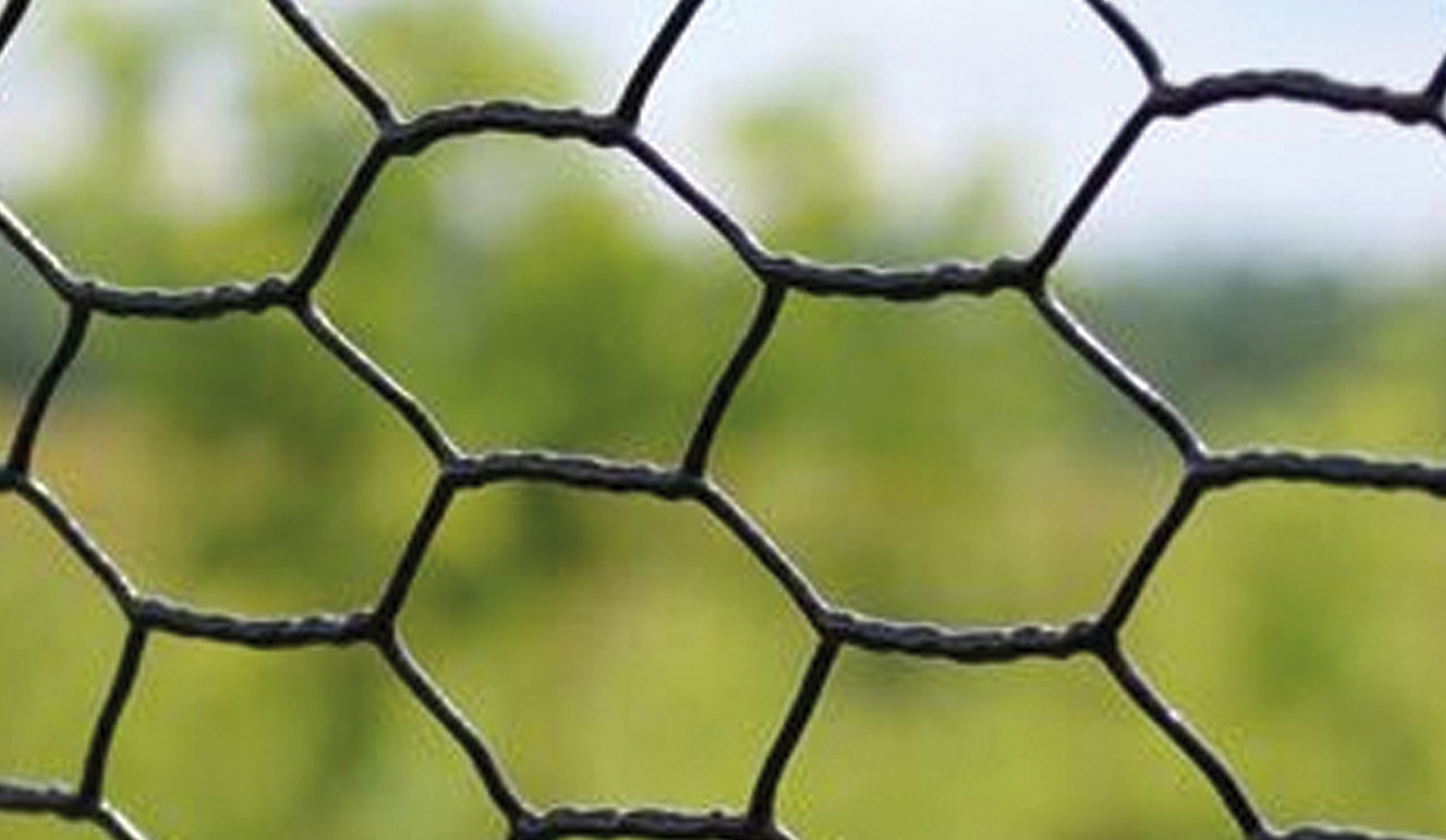 Galvanized hexagonal netting used as poultry fencing
